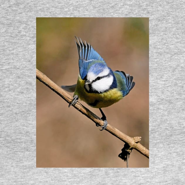 r717/  7 " Les Oiseaux du jardin " simply life " Simplement la Vie " - photo Okaio Créations - Olavia-Olao by caillaudolivier